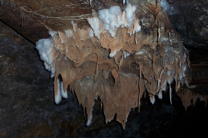 Funghi corticicoli con tannini