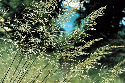 Infiorescenza di avena maggiore (Arrhenaterum elatius), la graminacea pi comune nei prati da fieno di fondovalle e di bassa quota
