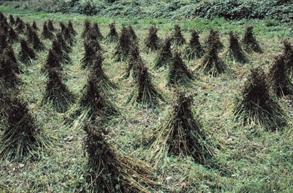 Covoni di grano saraceno (Fagopyrum esculentum), la cui farina viene tutt'oggi impiegata nella preparazione di molti piatti tipici valtellinesi