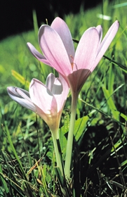 La fioritura del colchico (Colchicum autumnale) segna la fine della stagione vegetativa delle piante dei prati