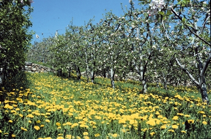 Abbondante fioritura di tarassaco (Taraxacum officinale) in un meleto