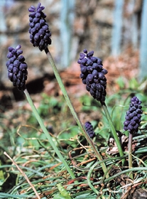 Muscari atlanticum, specie perenne presente anche nei vigneti e nei frutteti della provincia di Sondrio