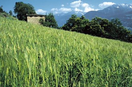 Campo di segale, esempio di coltura cerealicola