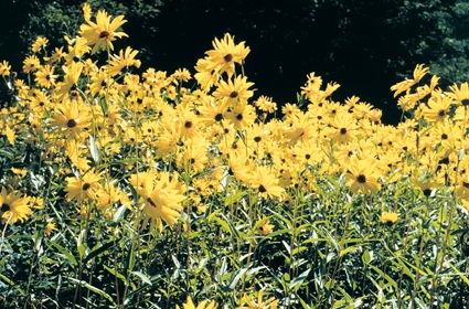 Helianthus rigidus, specie nordamericana presente soprattutto nei boschetti di fondovalle