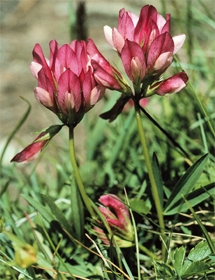 Trifolium alpinum, leguminosa dei pascoli alpini e buona foraggera
