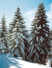 Abeti rossi sotto la neve