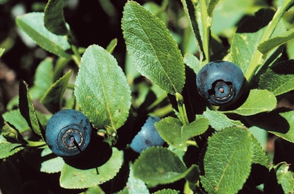 Bacche di mirtillo nero (Vaccinium myrtillus)