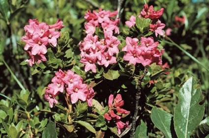 Fiori di rododendro irsuto (Rhododendron hirsutum) che sostituisce il rododendro ferrugineo su suoli calcarei