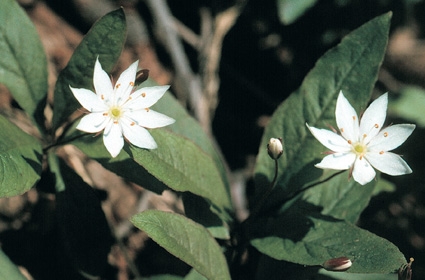 Trientalis europaea