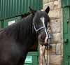 Robbie, cob pony