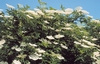  Go to the page that contains this image: Sambuco nero (Sambucus nigra) in fiore, specie caratteristica delle siepi