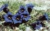  Go to the page that contains this image: Gentiana Clusii, specie caratteristica del firmeto e delle praterie calcifile in genere