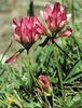  Go to the page that contains this image: Trifolium alpinum, leguminosa dei pascoli alpini e buona foraggera