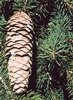Le pigne dell'abete rosso (Picea abies), dalla forma cilindrica e affusolata