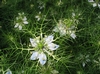 Nigella damascena L.