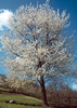 Ciliegio selvatico (Prunus avium)