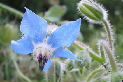 Borago officinalis