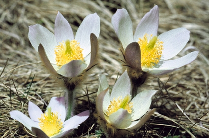 Pulsatilla vernalis